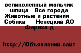 великолепный мальчик шпица - Все города Животные и растения » Собаки   . Ненецкий АО,Фариха д.